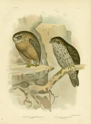 Wekau ou chouette rieuse, 1891